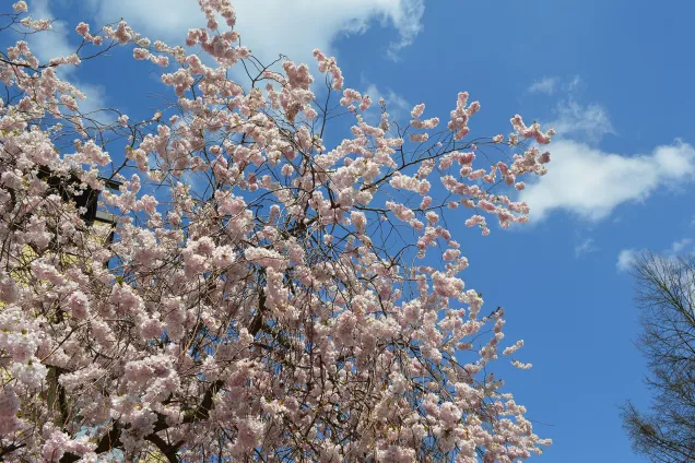 Photo of cherry tree in bloom.