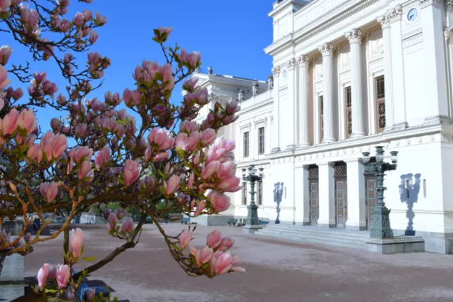 Magnolias infront of the university building. Photo: C. Flyjer.