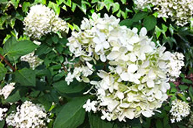 Hortensia
