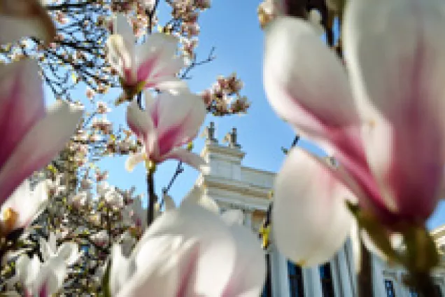 Blommande magnolior framför universitetshuset