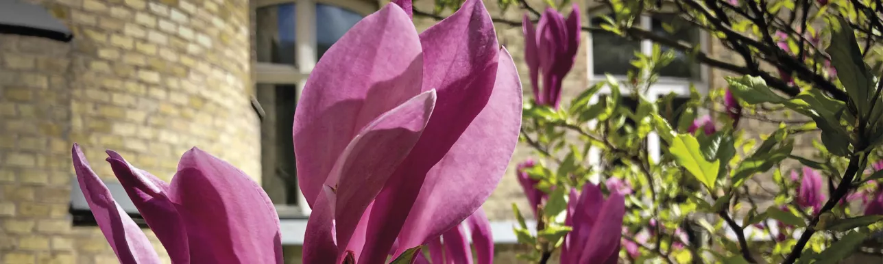 magnolia i området paradiset.foto