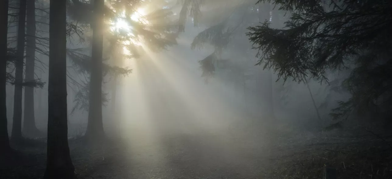Ljus som lyser igenom ett skogsbryn.foto