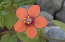 sommarblomst